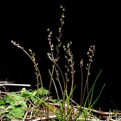 Triglochin laxiflora
