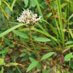Eupatorium lindleyanum