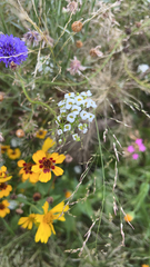 Lobularia maritima