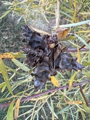 Rabdophaga strobiloides