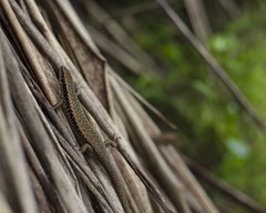 Oligosoma kokowai