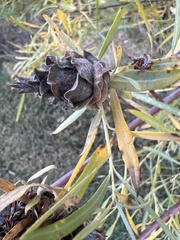 Rabdophaga strobiloides