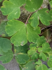 Aquilegia vulgaris