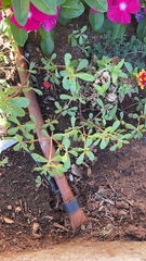 Portulaca oleracea