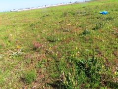 Echiostachys incanus