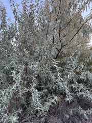 Elaeagnus angustifolia