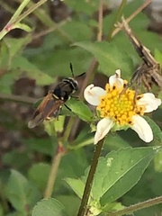 Hoplitimyia mutabilis