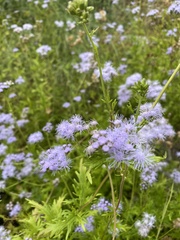 Conoclinium dissectum