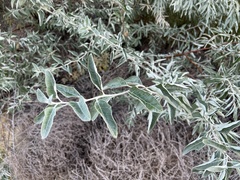 Elaeagnus angustifolia