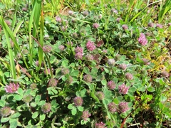 Trifolium hirtum