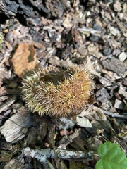 Castanea mollissima