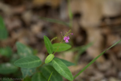 Desmodium psilophyllum