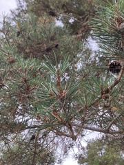 Pinus sylvestris