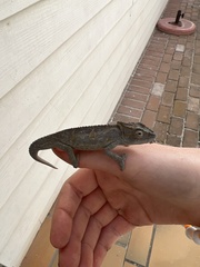 Bradypodion occidentale