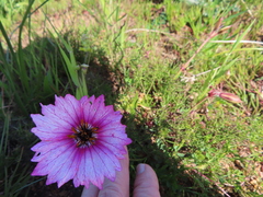Monsonia speciosa