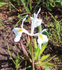 Moraea ogamana