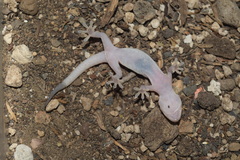 Hemidactylus robustus