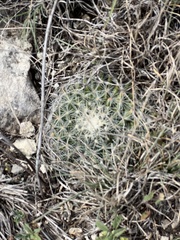 Mammillaria heyderi
