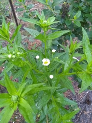 Erigeron strigosus
