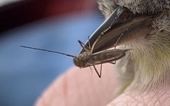 Aedes vexans