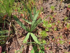 Drimia elata