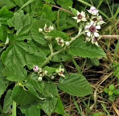 Rubus rigidus
