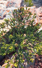 Passerina obtusifolia