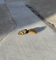 Sciurus niger