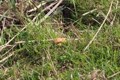 Marasmius oreades