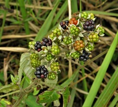 Rubus rigidus