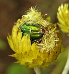 Leucocelis haemorrhoidalis