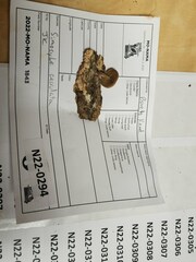 Simocybe serrulata
