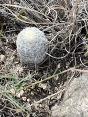 Echinocereus reichenbachii caespitosus