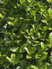 Ilex cornuta