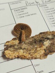 Simocybe serrulata