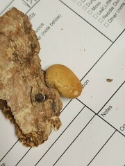 Simocybe serrulata