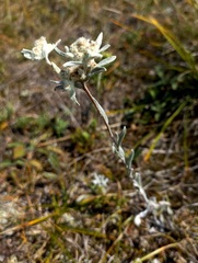 Leontopodium