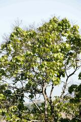 Seemannaralia gerrardii