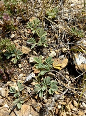 Potentilla acaulis