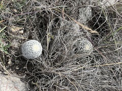Echinocereus reichenbachii caespitosus