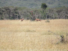 Alcelaphus buselaphus lelwel