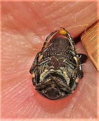 Leucocelis haemorrhoidalis