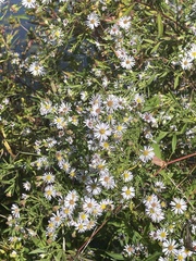 Symphyotrichum lanceolatum