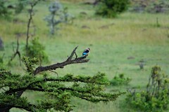 Halcyon leucocephala