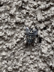 Microphthalma disjuncta