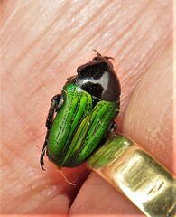 Leucocelis haemorrhoidalis
