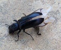 Polycaon