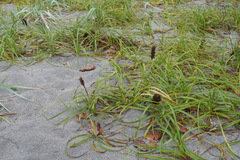 Carex macrocephala