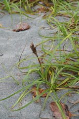 Carex macrocephala