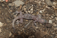 Hemidactylus robustus